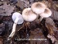 Hygrophorus mesotephrus-amf1685